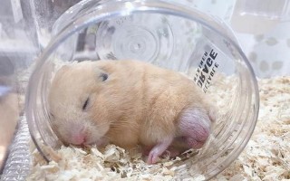 新手饲养仓鼠要准备什么，准备好饲养笼、水壶、食盆等物品