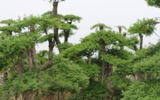 白蜡如何嫁接，可嫁接金枝槐或水曲柳