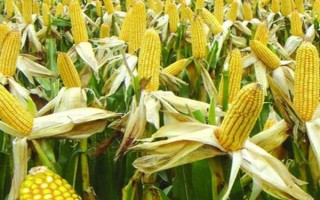 华嘉18玉米种子特征特性,一般在6月上旬和中旬播种