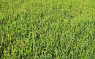 盐两优9111水稻种简介,每亩有效穗16.2万