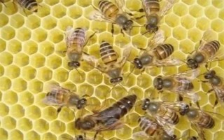 蜜蜂如何养殖，了解蜜蜂的生活习性是前提