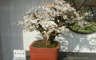 杏花的开花时间，花期在农历的2月份左右