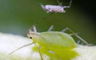 呋虫胺的使用注意事项，要避免在蚕室、桑园附近用药