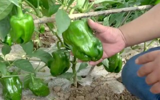 菜椒一亩地产多少斤，一般能产1-2千斤左右