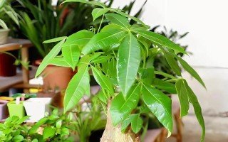 什么绿植可以除甲醛,常见的有龙舌兰、常春藤等