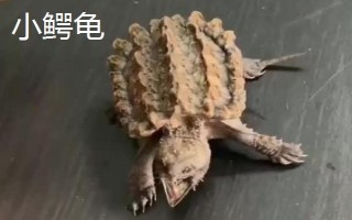 大鳄龟和小鳄龟的区别，外观、捕食方法均不同