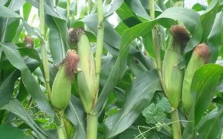 长单237玉米品种的特性，适宜播期4月下旬至5月上旬