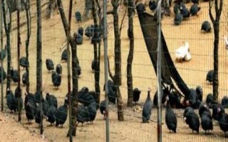 珍珠鸡的养殖技术,选择干燥且温暖的环境养殖为佳