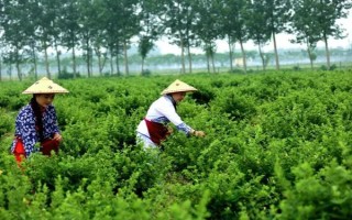 金银花什么时候采摘，在白蕾前期和白蕾期采摘为佳