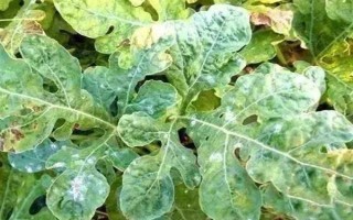 打瓜疫病的发病症状，茎基部发病初呈水渍状斑点