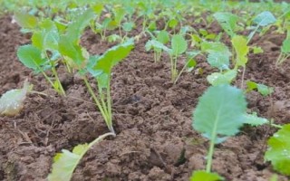 下雨天为什么不能种油菜，原因是土壤中的水分过多、油菜的根系容易缺氧