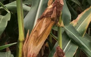隆丰256玉米种子特征特性,中抗腐霉茎腐病