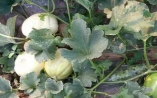 怎么露天种植香瓜，起垄后按照20厘米的株距栽植幼苗