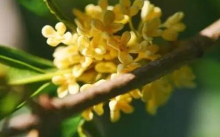 桂花有哪几种颜色，有金黄色、黄白色、橙红色和白色