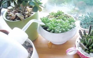 多肉的常见病及处理方法，常见的有赤霉病、炭疽病等