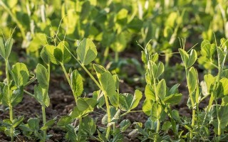 豆苗适合长在哪种土壤中，选择通气良好的沙壤土里比较好