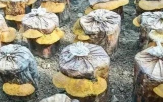 草菇种植技术,栽培季节根据温度和当地气温情况而定