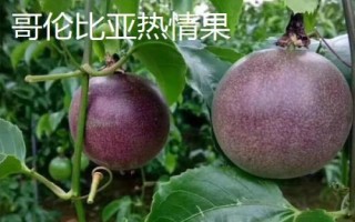 百香果品种有哪些，在国内种植比较多