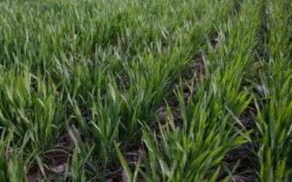 润扬麦1号小麦种子介绍,每亩有效穗31.1万