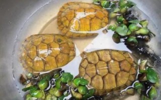 如何饲养巴西龟才能快速生长,饲养期间可主喂小鱼虾并补充营养饲料