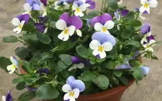 怎么给三色堇施肥，要薄肥多施