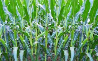 禾田918玉米种简介,大喇叭口期应注意防治玉米螟