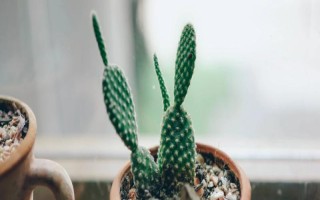 哪些花卉耐热耐寒，常见植物有仙人掌、富贵竹、杜鹃花等品种