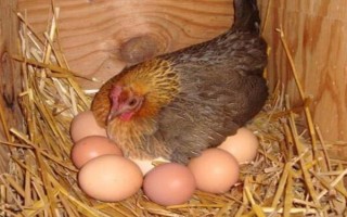 母鸡被踩背后过多长时间会产蛋，经过48小时左右便可生产