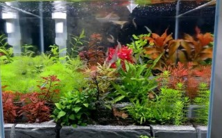 斗鱼掉鳞怎么处理，根据原因选择处理方法