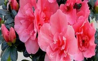 杜鹃花花朵掉了的原因，可能是自然凋谢或温度不适所致