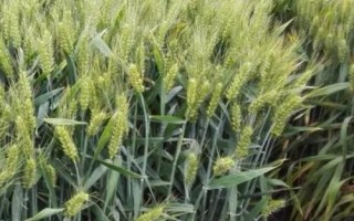 金麦2号小麦种子特征特性，每亩适宜基本苗18～24万