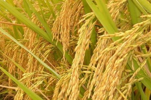 泰优3216水稻种子特征特性，每亩有效穗数15.5万穗