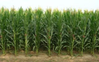 丰泽1618玉米品种简介，出苗至成熟119天