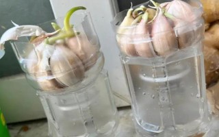 大蒜种植技术，播种前将蒜头放在阳光下晾晒2-3天