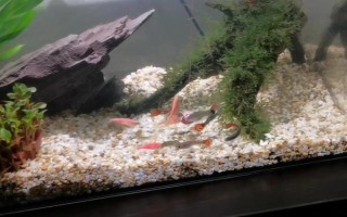 为什么斑马鱼一条接一条死了，可能是水质不佳或温度不合适所致