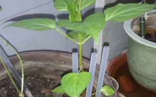 紫茉莉种子在哪里有卖,在花卉市场和种子公司都能买到