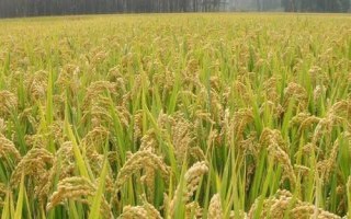 野香优6833水稻品种的特性,每亩有效穗数13.8万