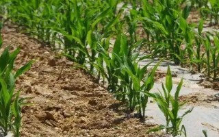 益玉918玉米种子介绍，（红河）平均生育期127天