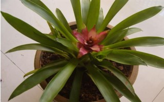 水塔花有什么寓意,象征鸿运当头、福星高照、完美无缺