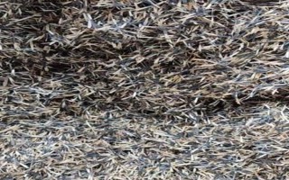 孔雀草的发芽时间，通常为播种后10天左右