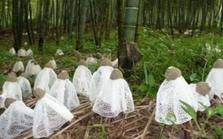竹荪的价格，一斤需要75-350元左右