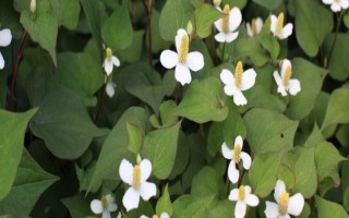 鱼腥草的外观，叶片紫红、茎干上有茎节且长着须状根