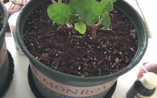 多菌灵的灌根方式，配比要根据农作物的品种来确定