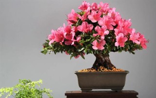 如何养好杜鹃花，生长期需要保持它的光照充足