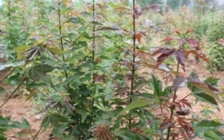 三角枫的修剪技术，及时剪掉辅养枝