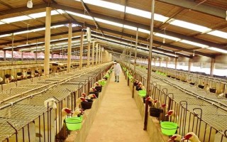 养鸭大棚怎么建，建议大棚的朝向为东西方向