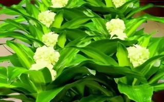 哪些植物晚上会释放氧气，包括虎皮兰、芦荟、长寿花等品种