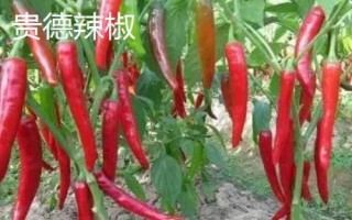 青海省海南州的特产，包括贵德辣椒、贵德蜂蜜、兴海牦牛肉等种类