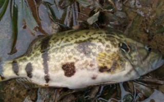 桂鱼吃什么食物，主要以动物性食物为主