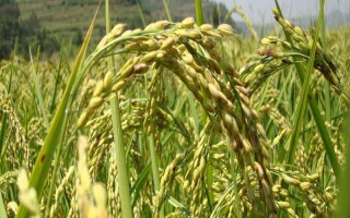 川丰6号水稻种子介绍，中抗稻曲病